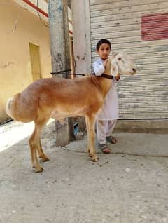 کوٹ فتح خان کا دنبہ