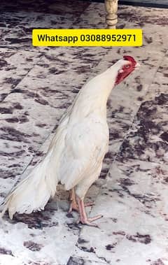 White Heera Aseel Murga ( patha )