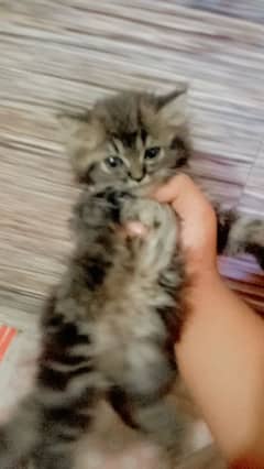 Persian kitten for sell