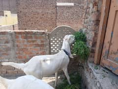 rajan puri goat
