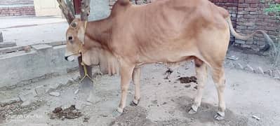Waira