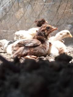 Aseel Chicks For Sale 12 piece