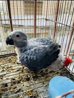 African grey parrot chicks for sale