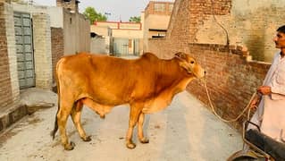 Qurbani OX(بیل) 200kg plus
