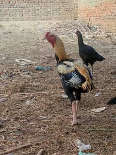 Aseel birds