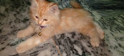 Maddy