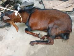 qurbani 2025