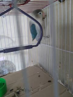 Blue fischer love birds