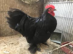 Black bantum male