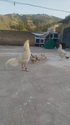 pure aseel chicks
