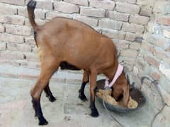 Tedi bakra or Bakri qurbani janwar