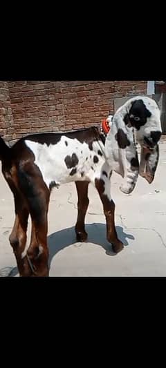 nagraa betal female for sale big quality