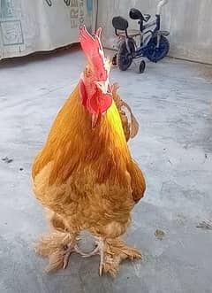 Golden Heavy Buff Breeder Pair for Sale