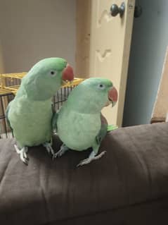 Fully hand tamed pair for sell