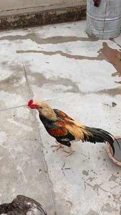Mianwali Aseel healthy breeder