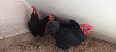 behtreen hens