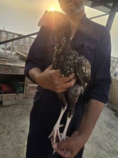 mian wali aseel male
