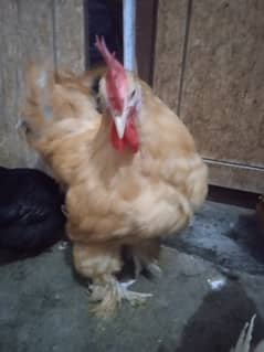 Golden Buff Male Rooster