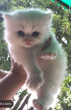 Persian triple coated