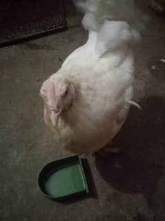 White Buff Hen