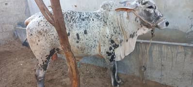qurbani