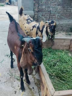 Goats