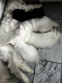 Kittens