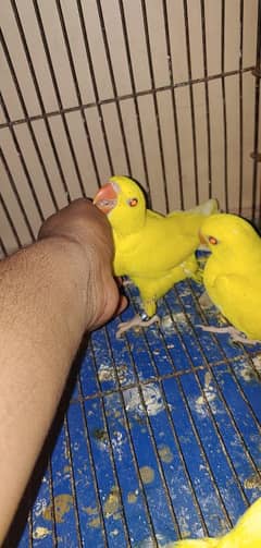 Yellow Parrott Chiks
