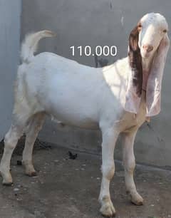 for