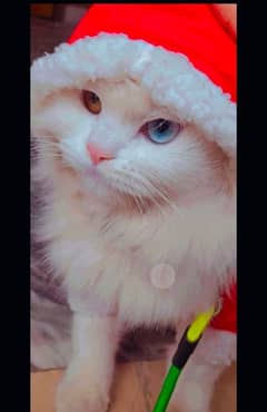 Persian Cat