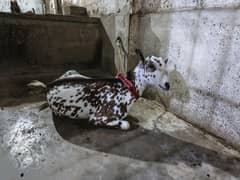 Teddi Barbari Bakra Bakri