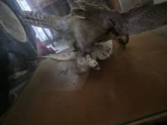 Peregrine Taxidermy Rare Collector's Piece