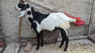 3 bakray for Sale