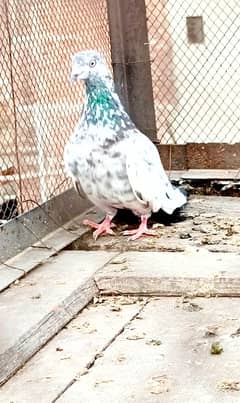 Pigeon for sale