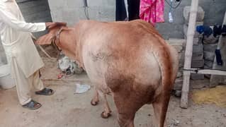 bachia