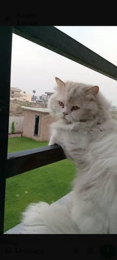 Persian cat
