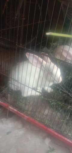 new zealand white rabbits