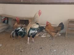egg laying chicken