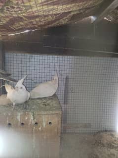 cocktail and love birds breeders pairs with eggs