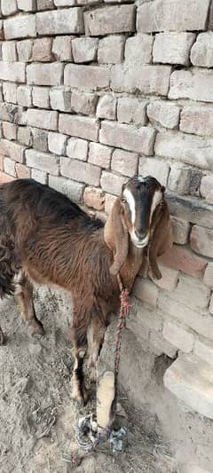 Wonderful Goat with pic shown