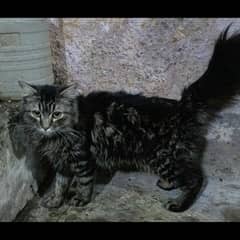 triple coat Persian cat teddy colour for urgent sale