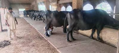 Cow mat available in all Pakistan