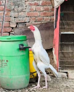 paper white Heera pathaa Long Height