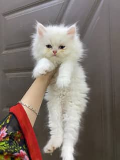 Kitten