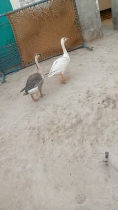 ducks