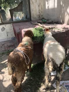 Chatray /bakry / sheep /qurbani
