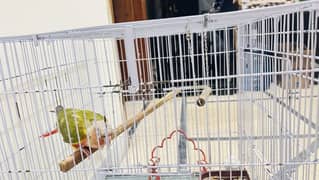 Pineapple conure