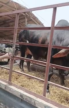 Cholistani bull