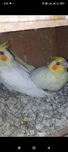 cocktail chicks