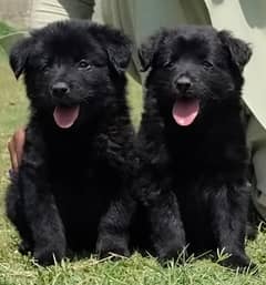 Black German Shepherd Pair | German Shepherd Double Coat Puppies